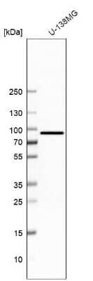 Western Blot: Host cell factor C2 Antibody [NBP1-92004]