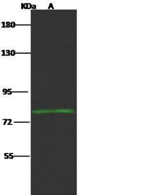 Western Blot: Host cell factor C2 Antibody [NBP2-99120]