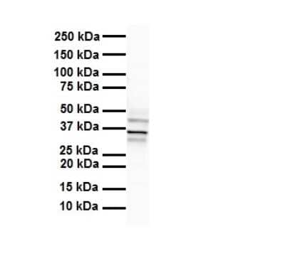 Western Blot: Hoxb3 Antibody [NBP3-09363]