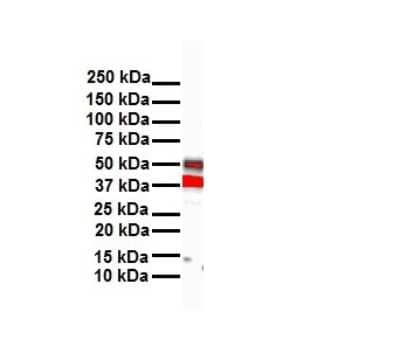 Western Blot: Hoxb3 Antibody [NBP3-10896]