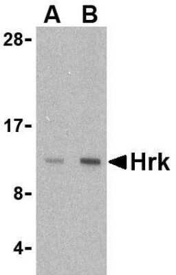 Western Blot: Hrk AntibodyBSA Free [NBP1-76414]