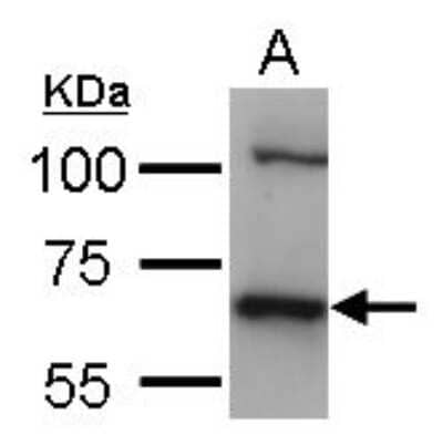 Western Blot: HSPA8/HSC71/Hsc70 Antibody [NBP2-16881]