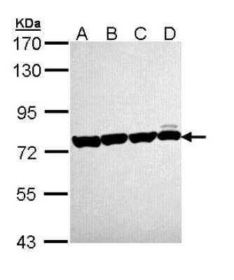 Western Blot: HSPA8/HSC71/Hsc70 Antibody [NBP2-16881]