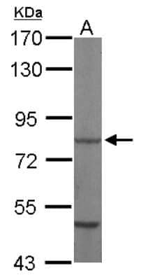 Western Blot: HSPA8/HSC71/Hsc70 Antibody [NBP2-16881]