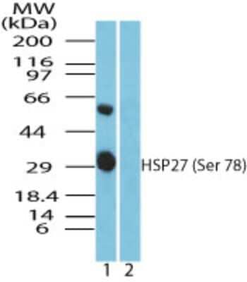 Western Blot: HSP27 [p Ser78] Antibody [NBP2-24458]