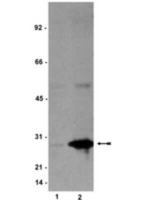 Western Blot: HSP27 [p Ser78] Antibody (JBW502) [NBP2-29821]