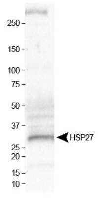 Western Blot: HSP27 AntibodyBSA Free [NBP1-75477]