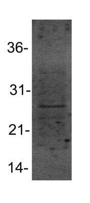 Western Blot: HSP27 AntibodyBSA Free [NBP1-75477]