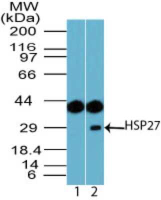 Western Blot: HSP27 Antibody [NBP2-24533]
