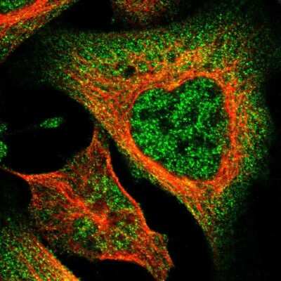 Immunocytochemistry/ Immunofluorescence: Hsp40/DNAJC25 Antibody [NBP1-90037]