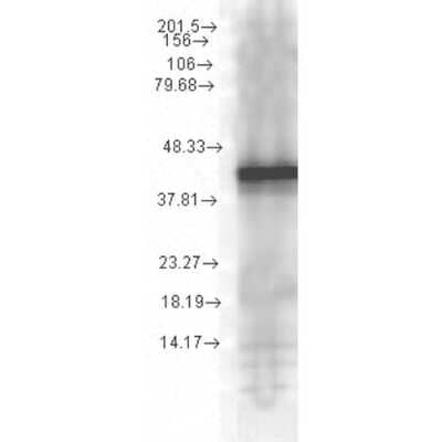 Western Blot: Hsp40/YDJ1 Antibody (1G10.H8) [NBP2-12879]