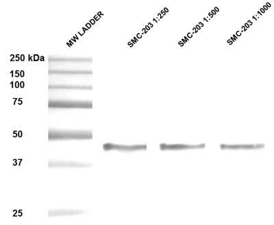 Western Blot: Hsp47 Antibody (1C4-1A6) [NBP2-22400]