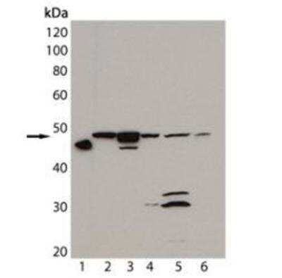 Western Blot: Hsp47 Antibody (M16.10A1) [NBP1-97491]