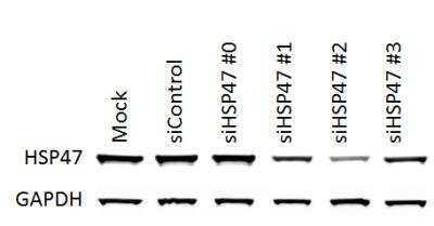 Western Blot: Hsp47 Antibody (M16.10A1) [NBP1-97491]