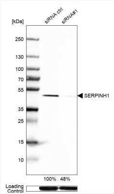 Western Blot: Hsp47 Antibody [NBP1-88172]