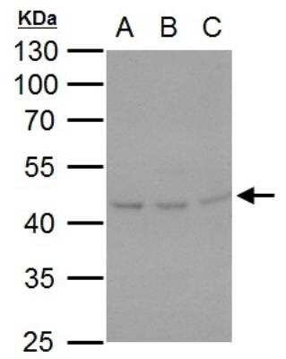 Western Blot: Hsp47 Antibody [NBP2-16893]