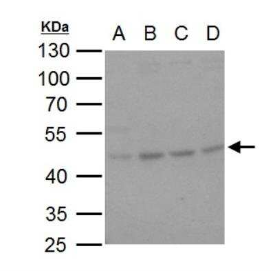 Western Blot: Hsp47 Antibody [NBP2-16893]