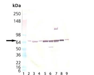 Western Blot: HSP70/HSPA1A Antibody [NBP1-97872]