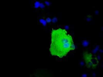 Immunocytochemistry/ Immunofluorescence: HSP70/HSPA1A Antibody (OTI3G9) [NBP2-02190]