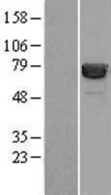 Western Blot: HSP70/HSPA1A Overexpression Lysate [NBL1-11749]