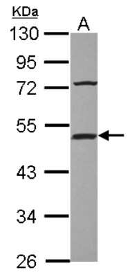 Western Blot: Hsp70 interacting protein HIP Antibody [NBP2-16894]