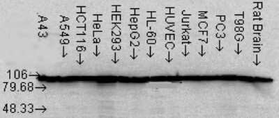 Western Blot: Hsp90A/B Antibody (Hyb-K41220A) [NB110-96870]