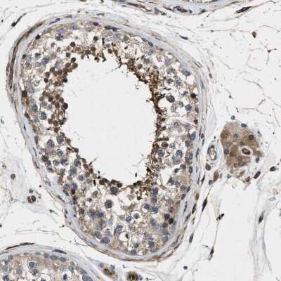 Immunohistochemistry-Paraffin: HspA12B Antibody [NBP1-88294]