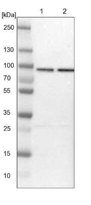 Western Blot: HspA12B Antibody [NBP1-88293]