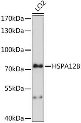 Western Blot: HspA12B AntibodyAzide and BSA Free [NBP3-05107]