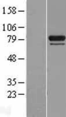 Western Blot: HspA12B Overexpression Lysate [NBL1-11747]