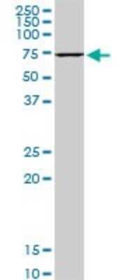 Western Blot: HspA1B Antibody (2D11) [H00003304-M05]