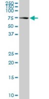 Western Blot: HspA1L Antibody (1B5) [H00003305-M01]