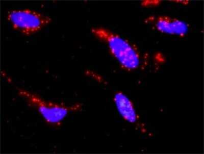 Proximity Ligation Assay: HspA1L Antibody (7H6) [H00003305-M02]