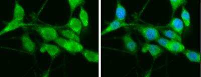 Immunocytochemistry/ Immunofluorescence: HspA1L Antibody [NBP1-33022]