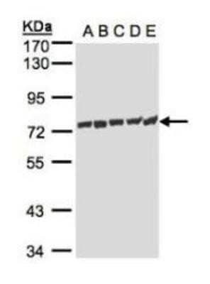 Western Blot: HspA1L Antibody [NBP1-32587]