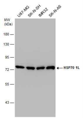 Western Blot: HspA1L Antibody [NBP1-32587]