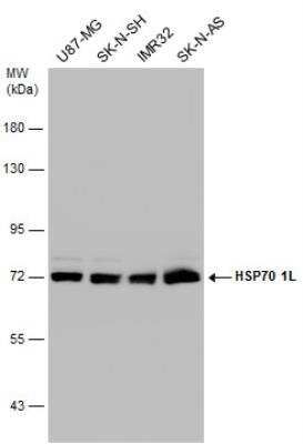 Western Blot: HspA1L Antibody [NBP1-33022]