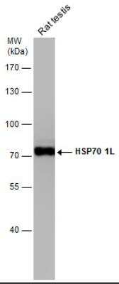 Western Blot: HspA1L Antibody [NBP1-33022]