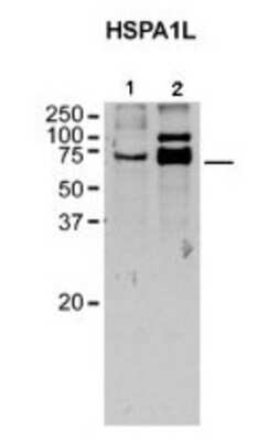 Western Blot: HspA1L Antibody [NBP1-56938]