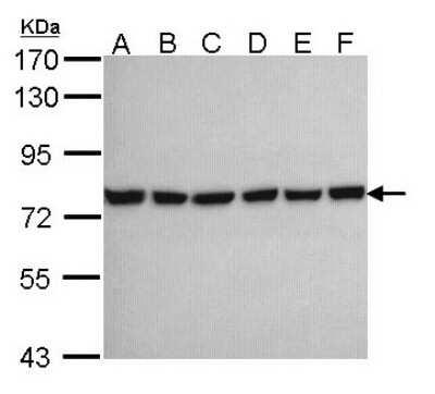 Western Blot: HSPA2 Antibody [NBP1-33501]