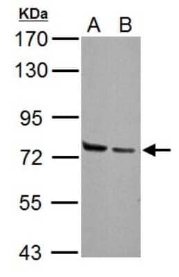 Western Blot: HSPA2 Antibody [NBP2-16897]