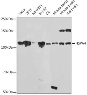 Western Blot: HspA4 Antibody (10A9C5) [NBP3-15869]