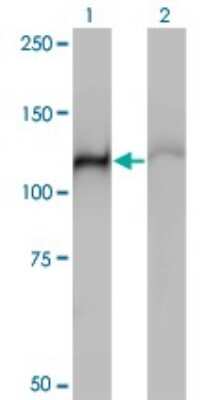 Western Blot: HspA4 Antibody (3A11) [H00003308-M01]