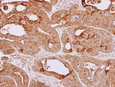 Immunohistochemistry-Paraffin: HspA4 Antibody [NBP1-33425]