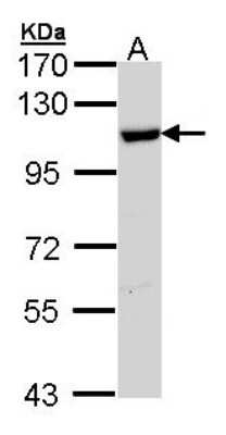 Western Blot: HspA4 Antibody [NBP1-33425]
