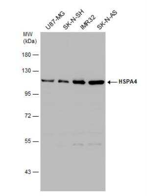 Western Blot: HspA4 Antibody [NBP1-33425]