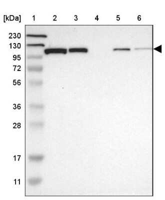 Western Blot: HspA4 Antibody [NBP1-81696]