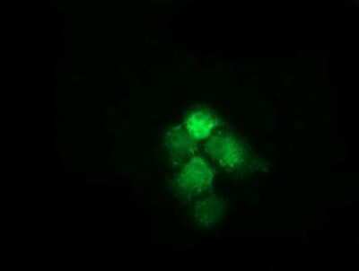 Immunocytochemistry/ Immunofluorescence: HspA6 Antibody (OTI1H3) [NBP2-03076]