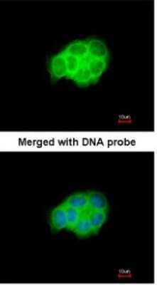 Immunocytochemistry/ Immunofluorescence: HspA6 Antibody [NBP1-32761]