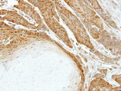 Immunohistochemistry-Paraffin: HspA6 Antibody [NBP1-32761]